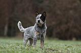BOUVIER AUSTRALIEN 384